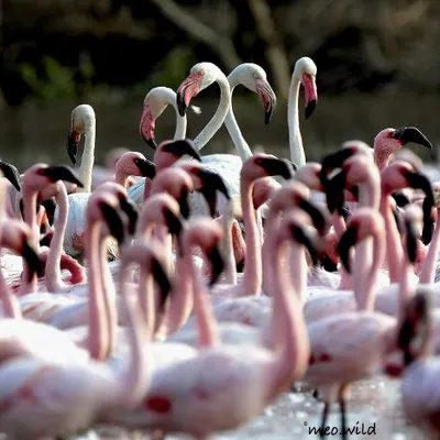 In a huge flock, I focused my lens to find this perfect moment where two flamingos formed a heart shape with their necks. It’s like they were the stars of the show, standing out in the beautiful chaos.