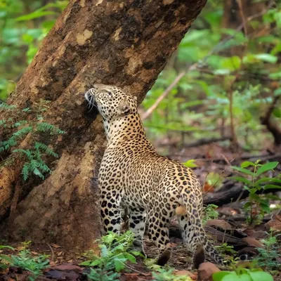 Grace in every spot, mystery in every move. A leopard in Tadoba-Andhari Tiger Reserve rubs its face against a tree, marking its territory in the dense Maharashtra forest.