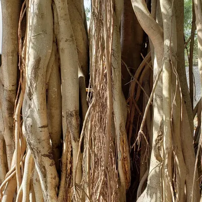 The intricate and powerful roots of a Banyan tree. This reminds me of the Muladhara, our root chakra. No matter how high we grow, we must remember our roots to stay grounded, stable, and connected to our foundation.