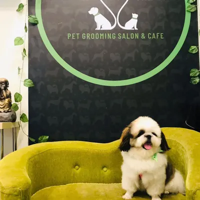 Dollar the Shih Tzu is looking dapper and proud after his grooming session, sitting happily on our signature green sofa.