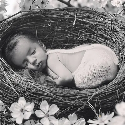 A truly unique and artistic newborn photo. This baby is curled up peacefully in a bird's nest, surrounded by delicate white blossoms. This black and white image has a timeless, natural feel that I absolutely love.