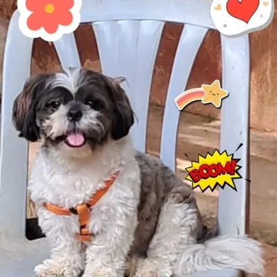 A heartfelt plea from one of our little friends. Fireworks are scary for pets, and this image of a sweet Shih Tzu reminds everyone to be mindful and helps explain why our sound-free zone is so important.