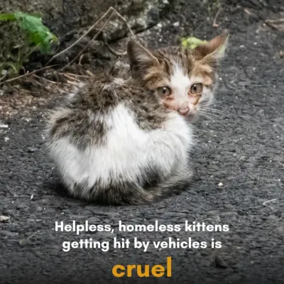 This is the reality we fight against every day. Helpless, homeless kittens getting hit by vehicles is a direct result of uncontrolled breeding. This is cruel, and neutering is the only way to prevent it.