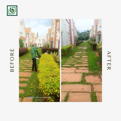 This before and after from a Jakkur residence shows how much of a difference hedge trimming makes. I cleared the overgrown Duranta hedge, making the stone pathway accessible and neat again.