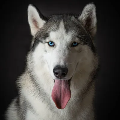 A classic portrait is all about the connection. With a dark, unobtrusive background, this Husky's bright blue eyes and gentle smile become the complete focus, showing his friendly and noble spirit.