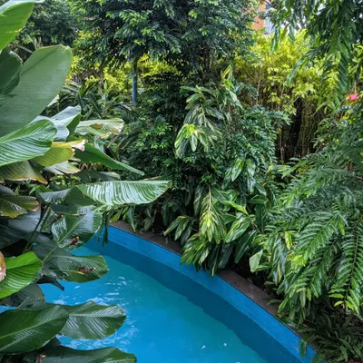 A stream of clear blue water is surrounded by a dense, tropical jungle of plants. This design creates the feeling of a natural swimming hole, completely secluded and private.