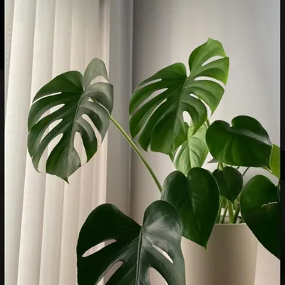 I always try to bring a touch of nature inside. A beautiful Monstera plant can add life, color, and a sense of calm to any corner of a home.