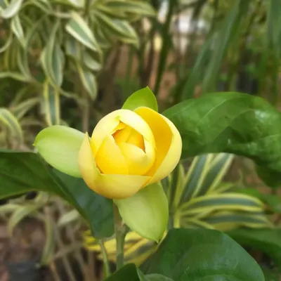 The beautiful, cup-shaped yellow Magnolia flower, known locally as kavathi chafa, is prized for its strong, sweet fragrance. I stock healthy shrubs that will produce these lovely blooms in your garden.