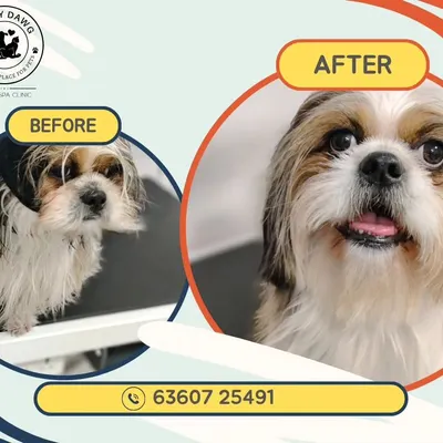 From shaggy to chic. This before and after shows how a proper grooming session can completely refresh a Shih Tzu's look, making their coat manageable and highlighting their adorable features.
