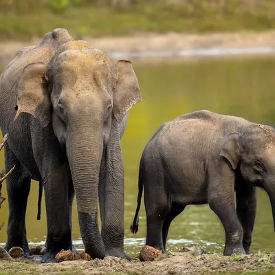 A dose of cuteness from the Kabini backwaters. This series captures the tender moments between an elephant mother and her calf as they enjoy a summer day by the water in Nagarahole Tiger Reserve.