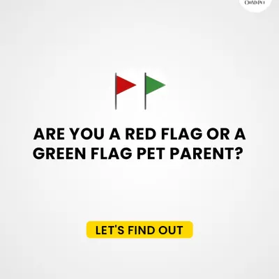 For a bit of fun, let's find out if you're a red flag or green flag pet parent when it comes to grooming. It's all about teamwork to make the experience great for your pet.