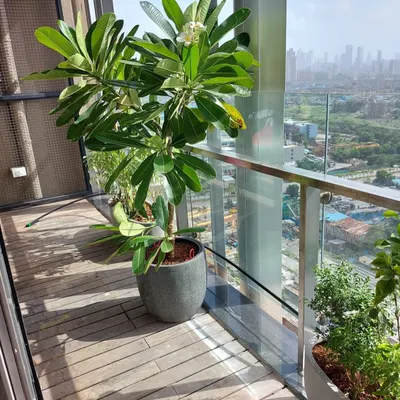 In this high-rise balcony, you can see the thin, discreet drip irrigation line running along the edge. This system delivers water directly to the base of the plumeria tree, minimizing waste and ensuring deep root watering.