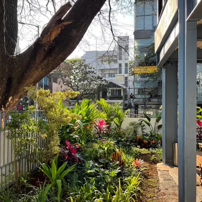 Our garden for Pizza 4P's in Indiranagar. The planting was designed to create a green welcome for guests and make the restaurant a landmark in the neighborhood.