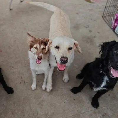 This is Yoshi, a sweet foster mama, with her friends. Her story is one of love and resilience, and fostering her was a profound experience that reinforces my commitment to every animal in my care.