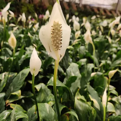 A close up of a Peace Lily flower. These are wonderful indoor plants because they have beautiful white flowers and are great at purifying the air.
