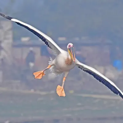 A Great White Pelican comes in for a landing, its massive ten-foot wingspan spread wide and feet acting as landing gear. These birds are remarkably buoyant and graceful fliers for their size.