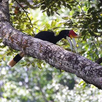 The Rhinoceros Hornbill is one of Asia's most unique birds, named for the incredible casque on its beak. This lightweight but strong structure amplifies its calls through the rainforest. I was thrilled to capture this magnificent specimen in the forests of Borneo.