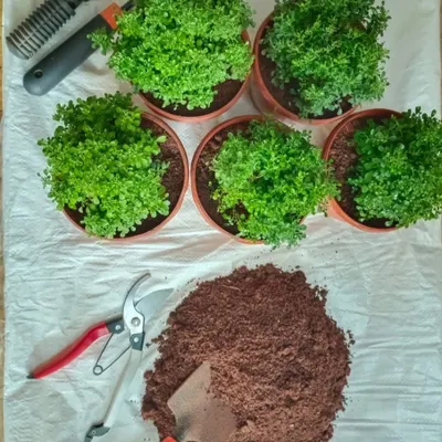 These are my Table Kamini starter plants, ready for you to shape into your own miniature forest. This image shows them freshly potted alongside the tools of the trade, like pruning shears and rich cocopeat soil.