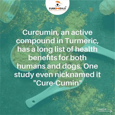 Turmeric, or "Cure-Cumin," is a powerful spice with thousands of studies backing its health benefits for dogs. It's a natural anti-inflammatory that can help with everything from arthritis to digestion.