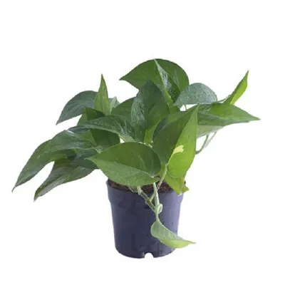 A classic Money Plant, or Pothos, in a basic nursery pot. This is one of the easiest and most rewarding indoor plants for beginners, known for its air purifying qualities.