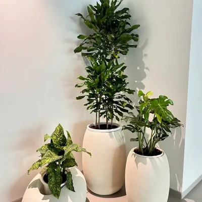 This is a perfect example of how to style an empty corner. I used a trio of plants with varying heights and leaf shapes, all in matching off-white planters, to create a clean, modern, and cohesive green moment.