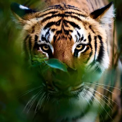A young tiger peers through the dense foliage, giving us an incredibly close and intimate view. Moments like these are a reminder of how crucial it is to be silent and patient in their habitat.