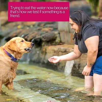 A golden retriever's first encounter with water! This shot captures the hilarious moment of curiosity and confusion as he tries to "test" if the water is a friend.