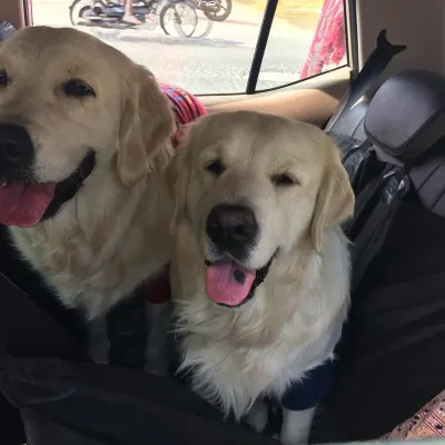 Our first-ever road trip with the dogs back in 2019. This is where it all began. They are sitting comfortably in the back seat with a car seat cover, a must-have for pet travel.
