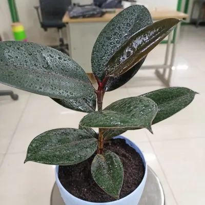 The Rubber Plant (Ficus elastica) is a stunning indoor plant with large, glossy leaves. It's also a powerful air purifier, known for removing formaldehyde from the air.