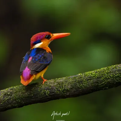 The Oriental Dwarf Kingfisher, a true 'colour bomber'. This shot, taken in Panvel, showcases its stunning plumage. I share the exact camera settings (Nikon D7500, 200-500mm lens) to help you get similar results.
