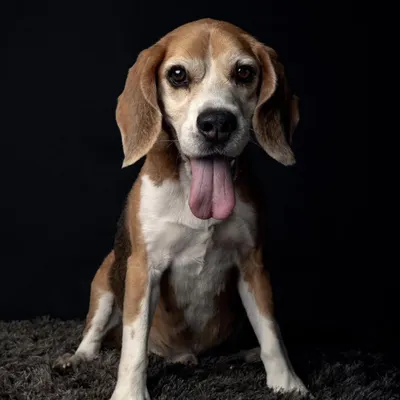 This is my Becky, my soul, the inspiration for everything I do. She was a warrior, and I was so lucky she chose me. Every party I host and every dog I care for is a tribute to her beautiful spirit. I love you, my munni.