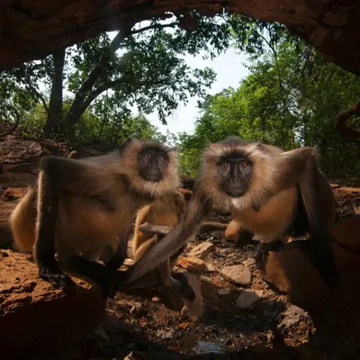 While setting up a camera trap for big cats, I was surprised by these two langur monkeys. They seemed fascinated by their own reflection, triggering the shutter over 3,000 times in a single day in what I can only describe as a selfie session.