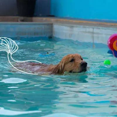 Just keep swimming. This golden retriever is enjoying a refreshing dip, a perfect activity for joint health and a whole lot of fun.