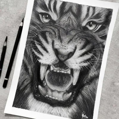 My completed hyper-realistic charcoal sketch of a roaring tiger. I used Generals and Camlin charcoal pencils to create the deep blacks and soft fur texture.