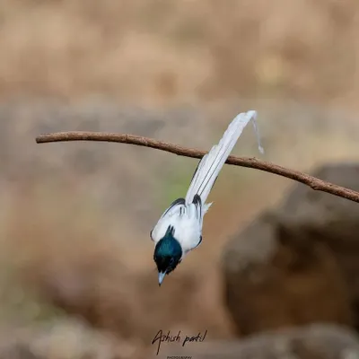Bullet fired! The Asian Paradise Flycatcher dives off a branch with incredible speed, its white tail streaming behind it like a rocket.