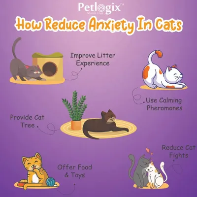 Is your cat feeling anxious? This graphic provides helpful tips to reduce anxiety in cats, from providing a cat tree to improving their litter experience.