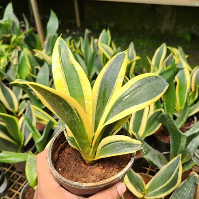 This is a dwarf variety of the classic Snake Plant. It has the same air-purifying qualities and hardiness in a compact size, perfect for shelves and desks.