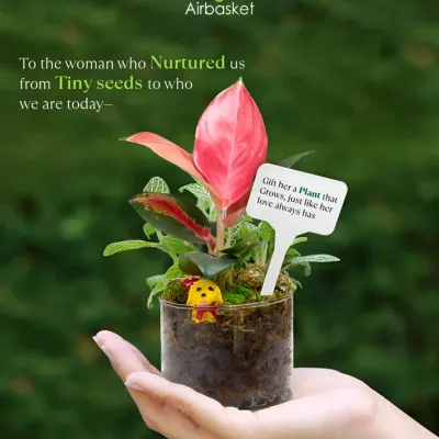 She nurtured us from tiny seeds. This Mother's Day, gift her a plant that grows, just like her love always has. This small terrarium is a beautiful symbol of that nurturing love.