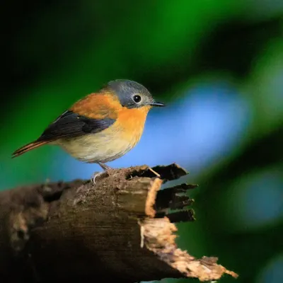 The Black-and-orange Flycatcher is a resident of the high-altitude shola forests of the Western Ghats. Spotting this endemic beauty is a prime goal for many birders visiting the region.