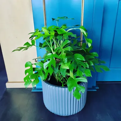 Bring tropical vibes indoors with the stunning Rhaphidophora tetrasperma, often called the Mini Monstera. Its unique split leaves make it a trendy and eye-catching addition to any modern space.