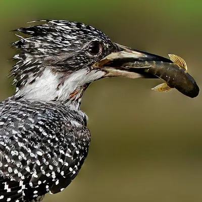 A Crested Kingfisher with a freshly caught fish held firmly in its beak. The incredible detail shows the scales of the fish and the water droplets on the kingfisher's speckled feathers, a successful moment frozen in time.