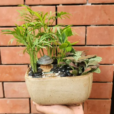 This is my classic open terrarium design, featuring a mix of green foliage that thrives indoors. The combination of a Chamaedorea palm, a nerve plant, and a decorative mushroom hut creates a charming miniature garden scene.