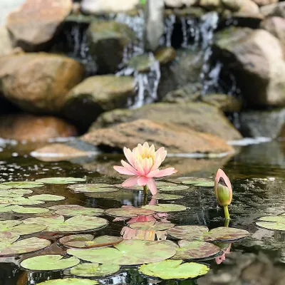 A close-up of a water lily in a pond I installed last summer. It's rewarding to see the ecosystem thrive, with healthy plants and clear water flowing over the stone waterfall in the background.