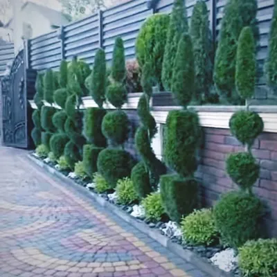 This is the result of our artistic approach to garden maintenance. We created a stunning row of sculpted topiary plants along this property's entrance, providing a grand and elegant look that makes a powerful first impression.