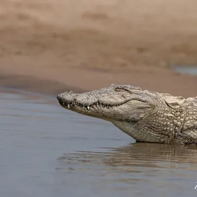 A Mugger Crocodile flashes a "smile" as it rests at the water's edge in the National Chambal Sanctuary. This shot captures the prehistoric look of these powerful reptiles.
