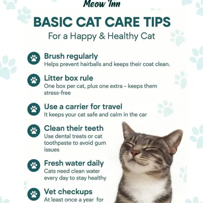 Here are our fundamental tips for cat care, covering everything from nutrition and hygiene to vet visits. Following these basics is the key to ensuring your cat lives a long, happy, and healthy life with you.