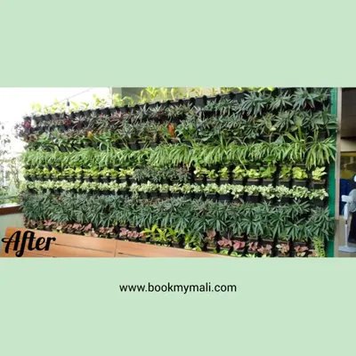 The stunning "After" shot of a vertical garden revival. Our team replaced unhealthy plants and filled in gaps to create this dense, beautifully patterned living wall, a true testament to our green wall maintenance service.