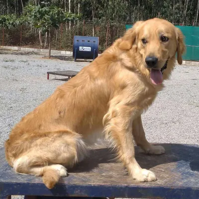A Golden Retriever takes a well-deserved rest on one of our raised agility platforms after a fun play session.