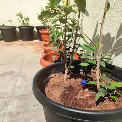 This is a typical drip irrigation setup for a large terrace pot. A single emitter is placed at the base of the plant, ensuring water is delivered exactly where it's needed, preventing runoff and evaporation.