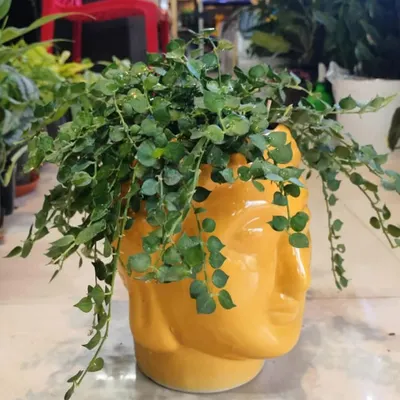 This trailing 'Million Hearts' plant looks stunning in our yellow Buddha face planter. This combination creates a serene and stylish decor piece perfect for a modern office.